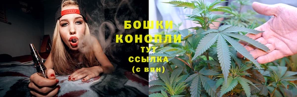 прущие грибы Верхний Тагил